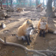 Illustration for article titled You Can Experience Fox Heaven in Japan